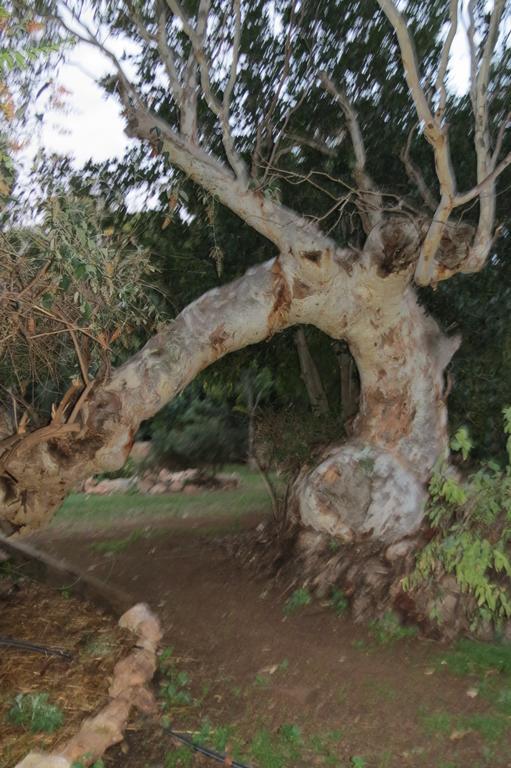 Bentwood Olive Grove Accommodation Greenough Camera foto