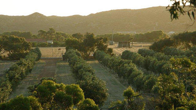 Bentwood Olive Grove Accommodation Greenough Esterno foto